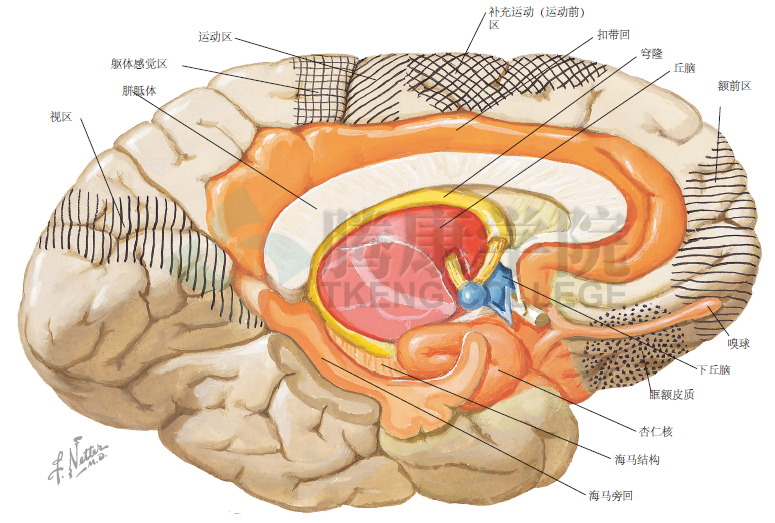 神經解剖學|與下丘腦相關的前腦區_騰訊新聞
