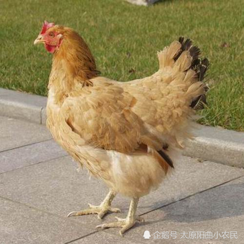 农村母鸡打鸣是不祥之兆吗