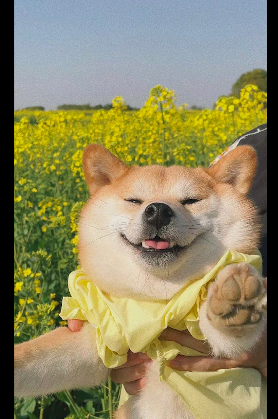 好像是回到了狗狗的大本营了一样,这里才是它每天朝思暮想的天堂吧!