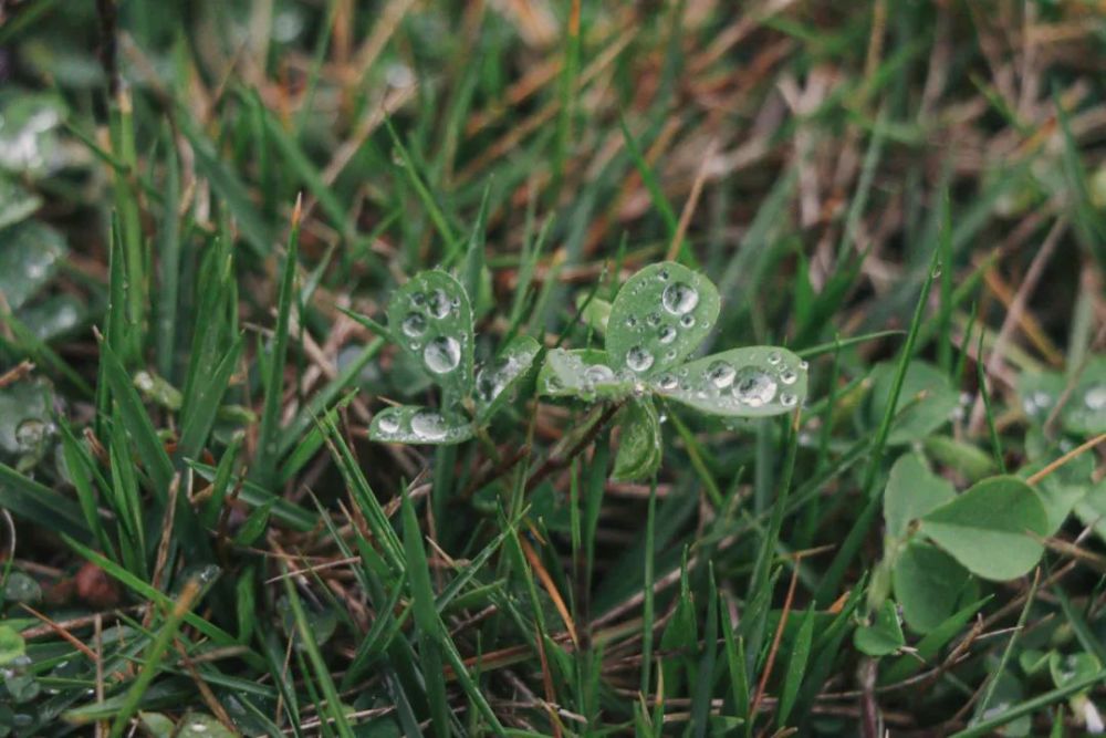 沐著陽光 又盼著春雨綠芽藏匿在枝頭枯木逢春行至小徑惹得嶺師紅情