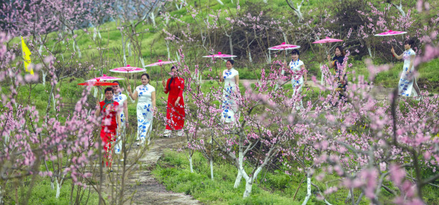 西沱镇南坪桃花园(央广网发 石柱县文旅委供图)形式新!