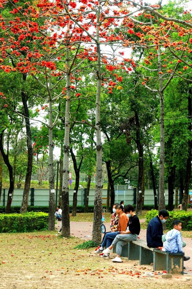 龙华这些树,很有故事