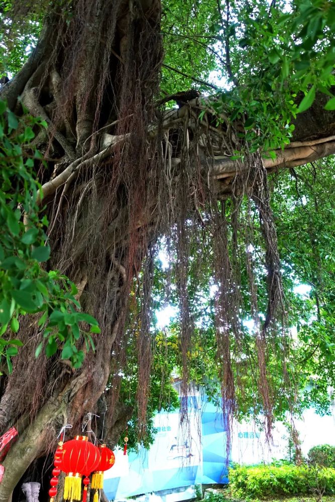 龙华这些树,很有故事……_腾讯新闻