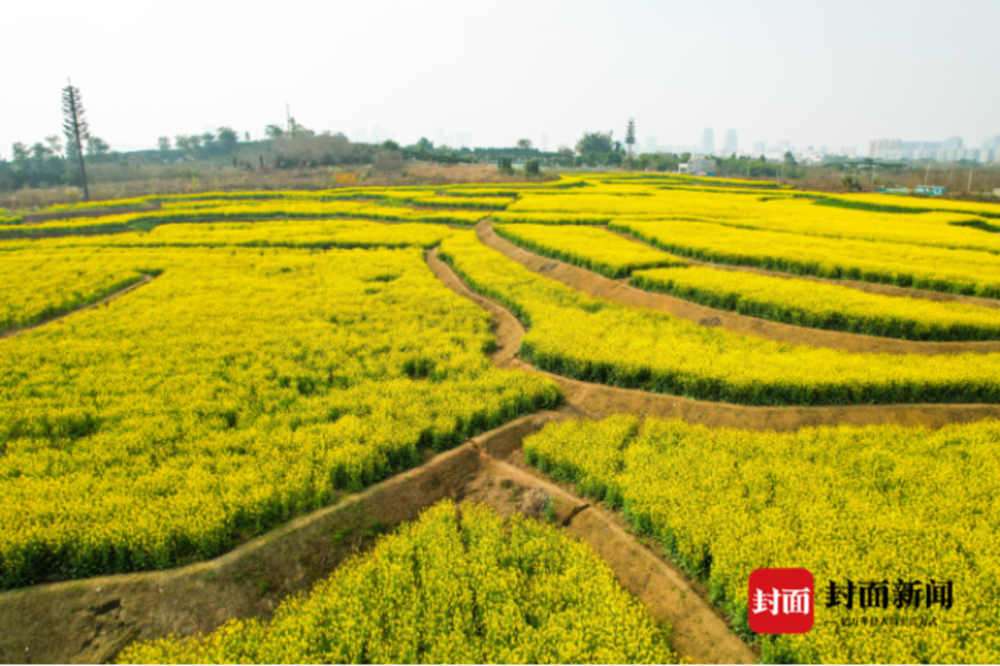 环城生态公园农业实现推窗入野愿景大田景观四季分明