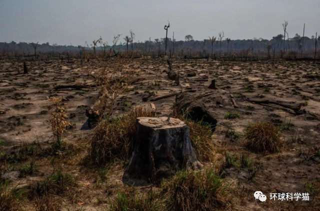 比去年增62％！巴西雨林砍伐创7年来2月之最，中国却在让地球变绿邀约顾客到店短信