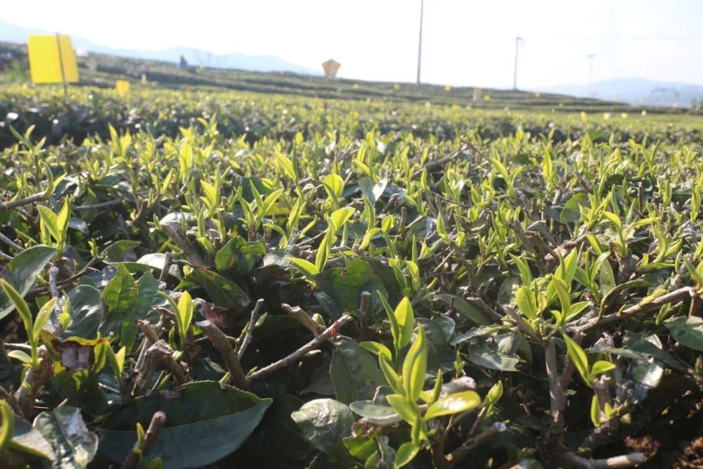 红河县春茶抢鲜上市