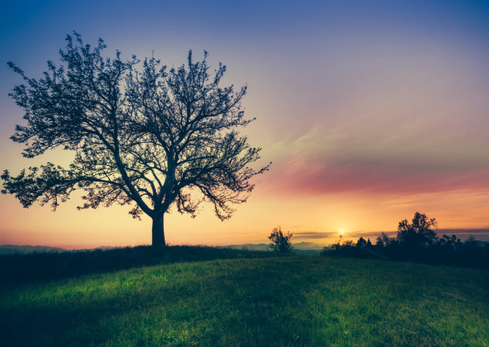 天气丨植树节来读关于树的诗_腾讯新闻