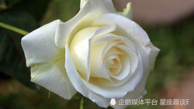 3月13日 19日爱情运势 有情成眷 甜蜜相伴的四大星座 狮子座 星座运势 双鱼座 双子座 天蝎座 爱情运势