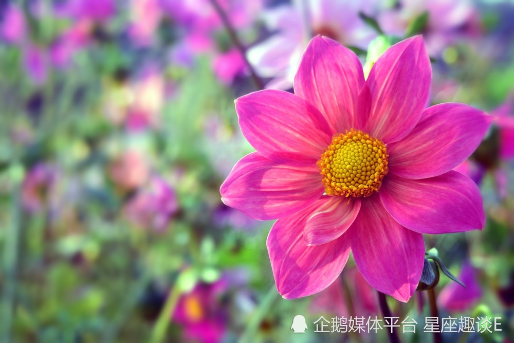 3月13日 19日愛情運勢 有情成眷 甜蜜相伴的四大星座 星座 天天看點