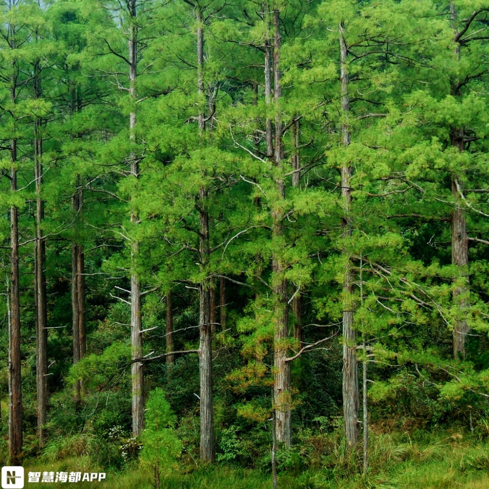 探访屏南水松林解读最美古树群的过往与新生