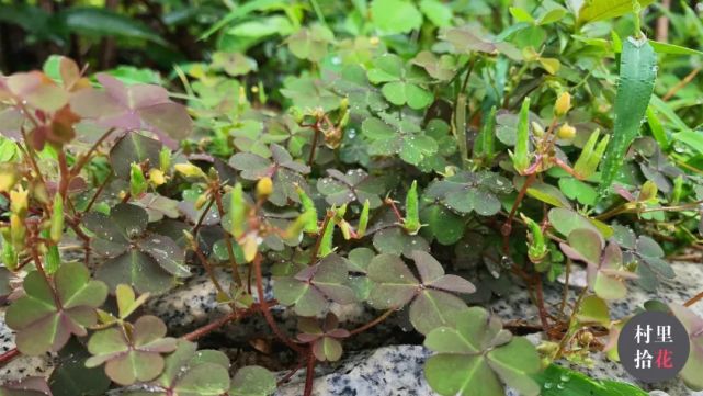 "红花酢浆草"这个名字看起来就有点酸!