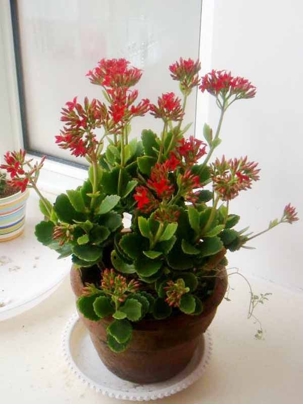 长寿花的栽培和繁殖方法