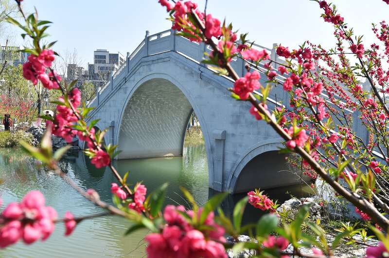 千株桃林竞芬芳杭州北最大水景桃花湖公园试开园