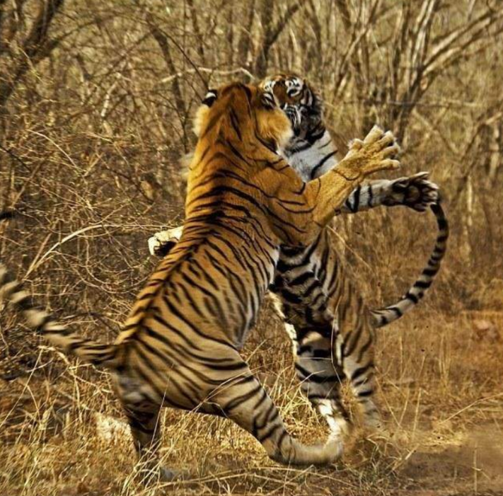 印度虎王玛琪莉单杀37米巨鳄活了20年死后葬礼隆重