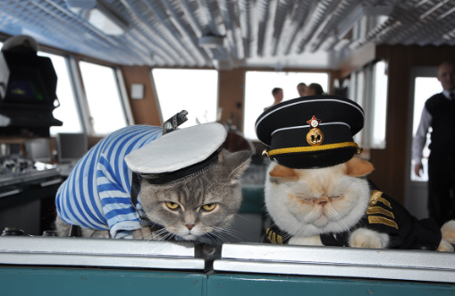 中国海军军舰的猫图片
