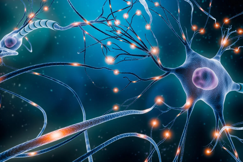 最新研究科学家成功找到一种新型脑细胞揭开我们记忆形成之谜