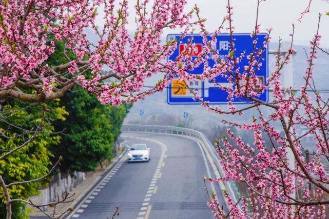 桃花●推薦點位:新津梨花溪,簡陽梨花溝,彭州葛仙山鎮,●梨花花期:3月