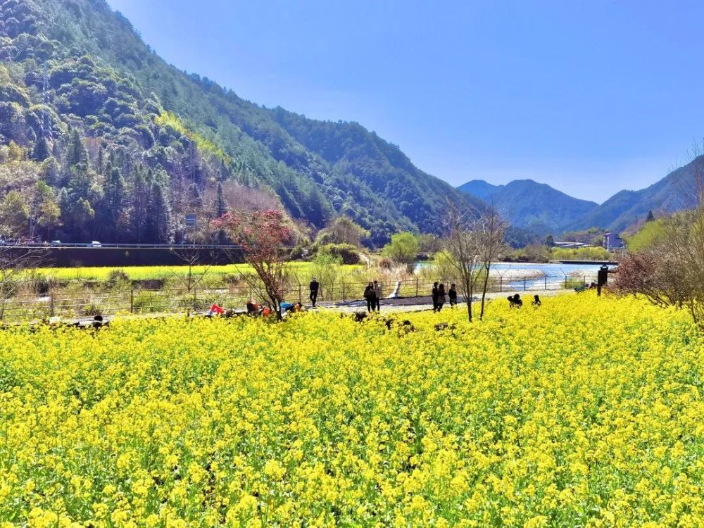 春游丽水在庆元西洋殿遇见最撩人的春天