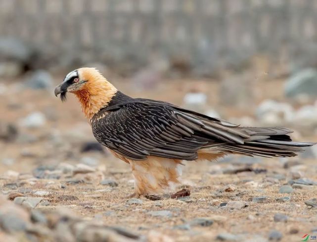 长"胡子"的鸟—胡兀鹫|国宝知多少