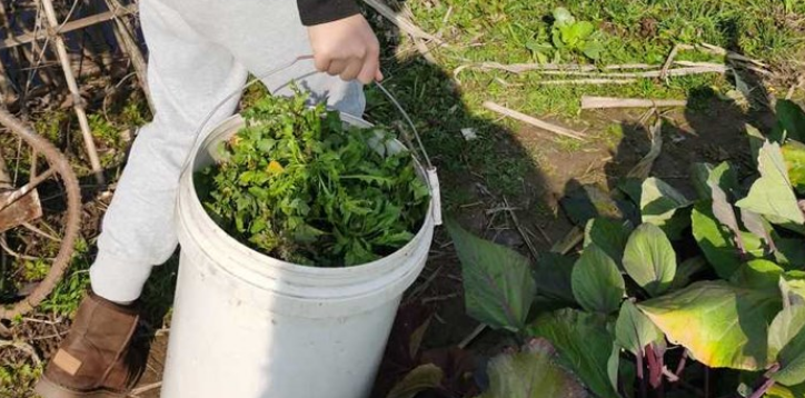 走 挖新鲜荠菜去 教你做荠菜薄饼 酥脆 可以当点心了 腾讯新闻