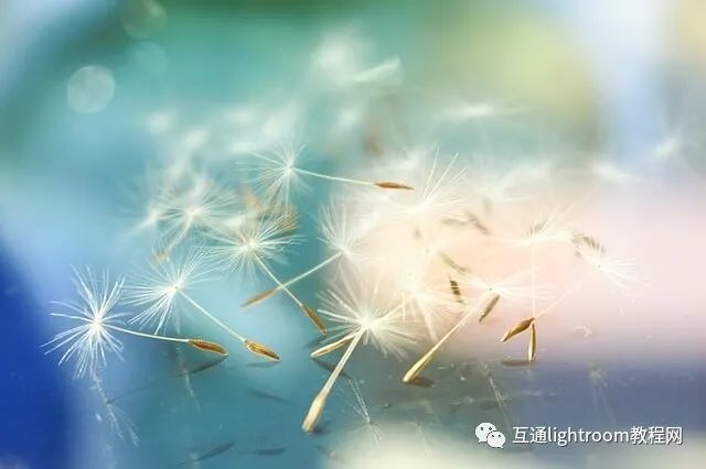 柔焦摄影技巧，如何为你的照片添加柔焦效果？_腾讯新闻