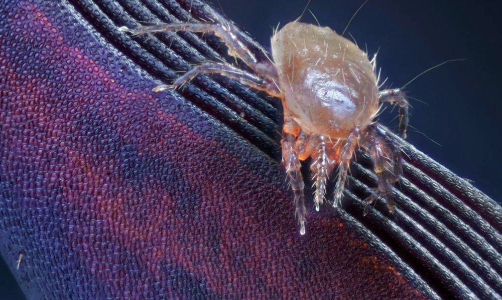 在如今这个「谈螨色变」的时代,肉眼看不到的螨虫真的侵扰着我们的