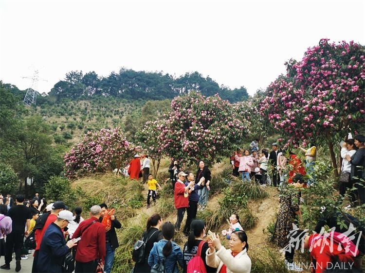 中坡山山茶花图片