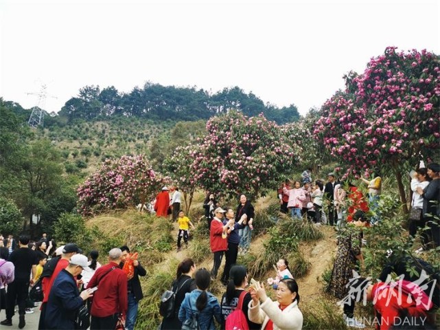 怀化中坡山山茶花路线图片