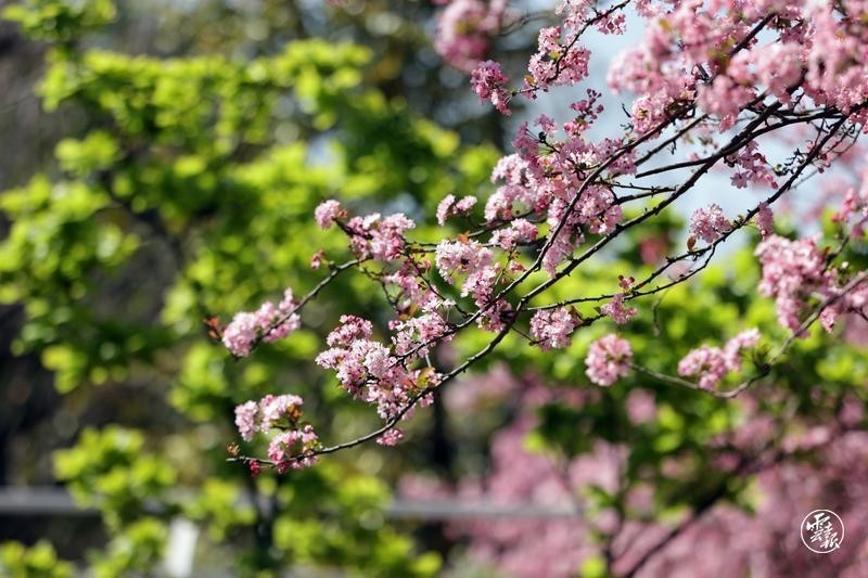昆明西华公园海棠花盛开引客来
