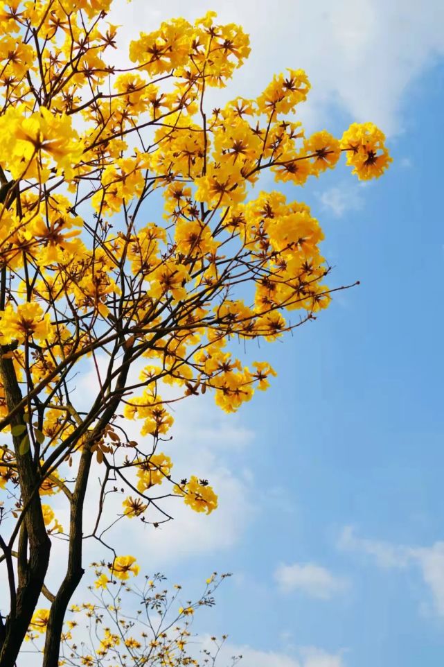 三水黄风铃花图片