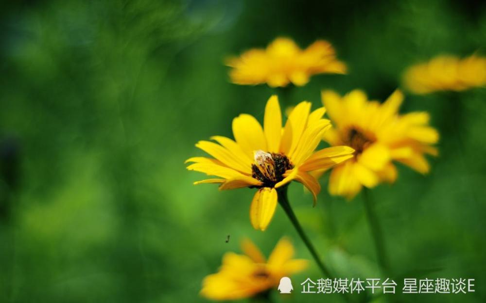 3月14日 日爱情运势 金玉良缘 其乐融融的四大星座 腾讯新闻