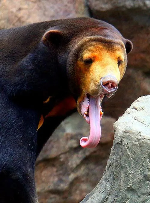 白蚁和蜜蜂,用强壮的爪子刨开虫巢,然后用极长的舌头舔食昆虫成体