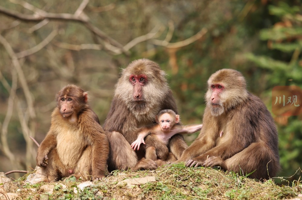 到都江堰龙池国家级森林公园探访群猴