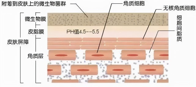 蔓柚護膚告訴你真相|肌膚|細胞|去角質|角質|護膚|角質層