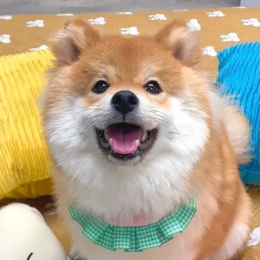 好大好毛好可爱的狗头