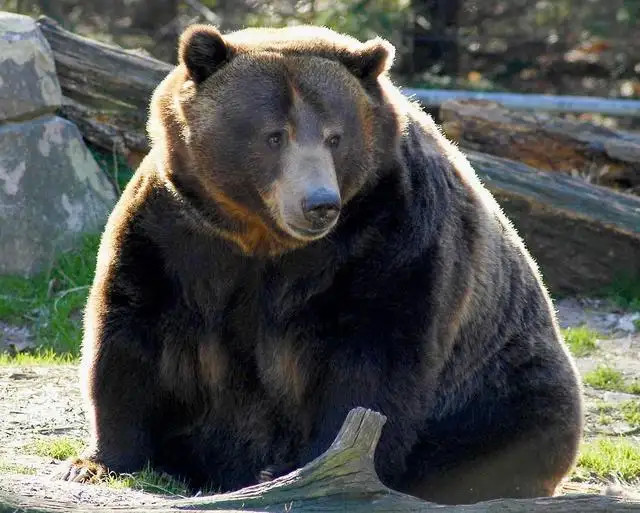 美洲黑熊你了解多少