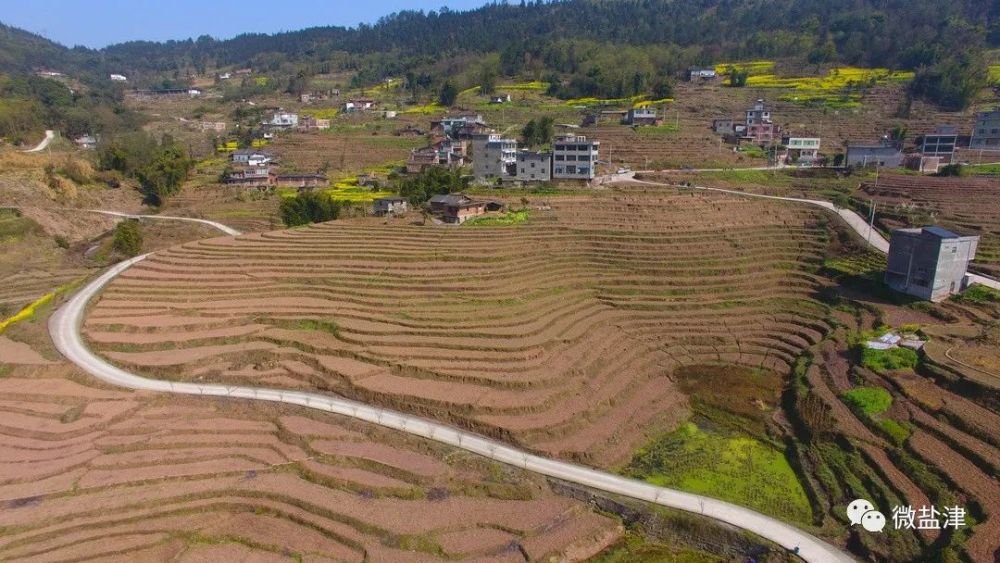 普洱镇群众种植鲜食玉米热情高