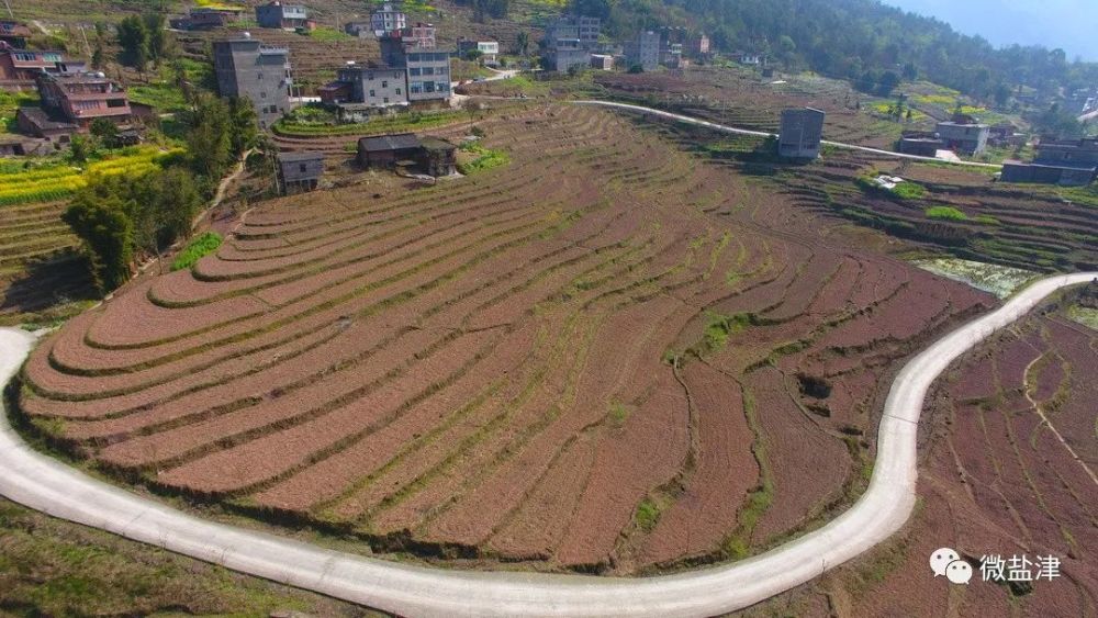 普洱镇群众种植鲜食玉米热情高