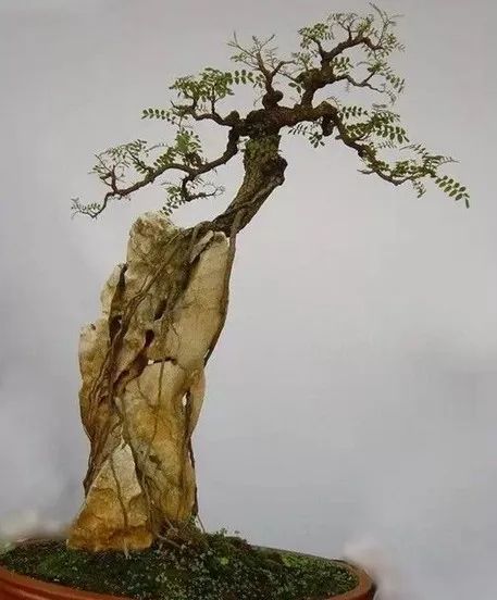 附石盆景艺术要求较高,山野气味浓厚.