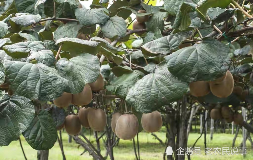 猕猴桃树还分公母吗光开花不结果4招快速分辨公母别再乱种