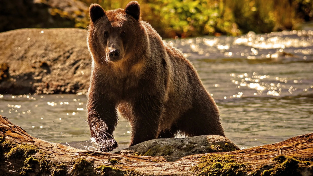 棕熊也是世界上分布比较广泛的熊类,从北美洲西北部,俄罗斯远东,亚洲