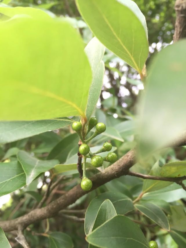 而山胡椒屬於其中的另類,既不能算常綠樹,也不能歸入落葉樹行列,秋冬