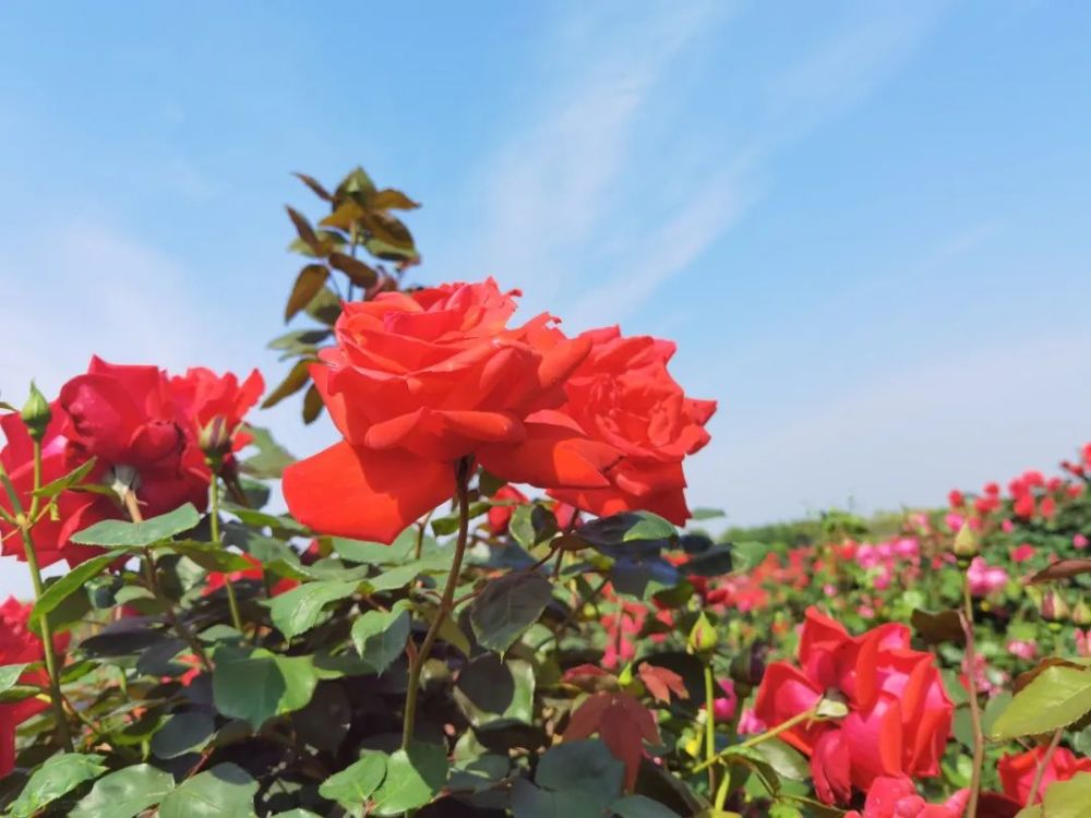 踏青赏花正当时京山赏花线路强劲推荐 腾讯新闻