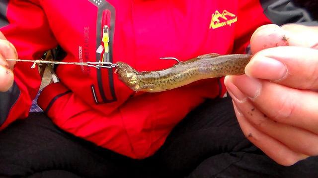 500一天送10斤泥鳅丹江口违规垂钓猖獗多名泥鳅党被抓获