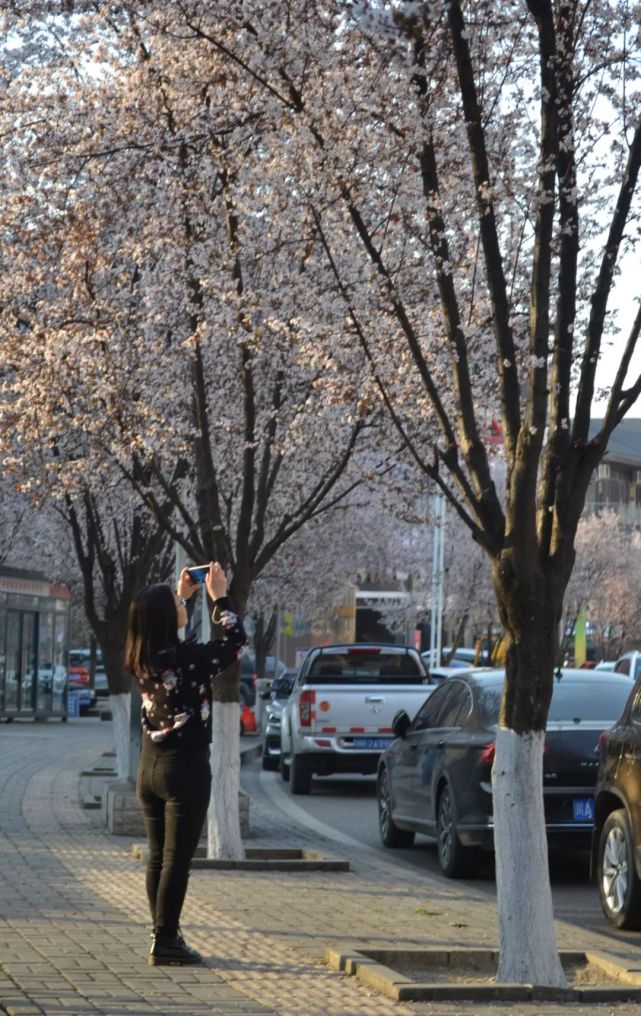 紫叶李花一路绽放,苍溪这条街美翻了!