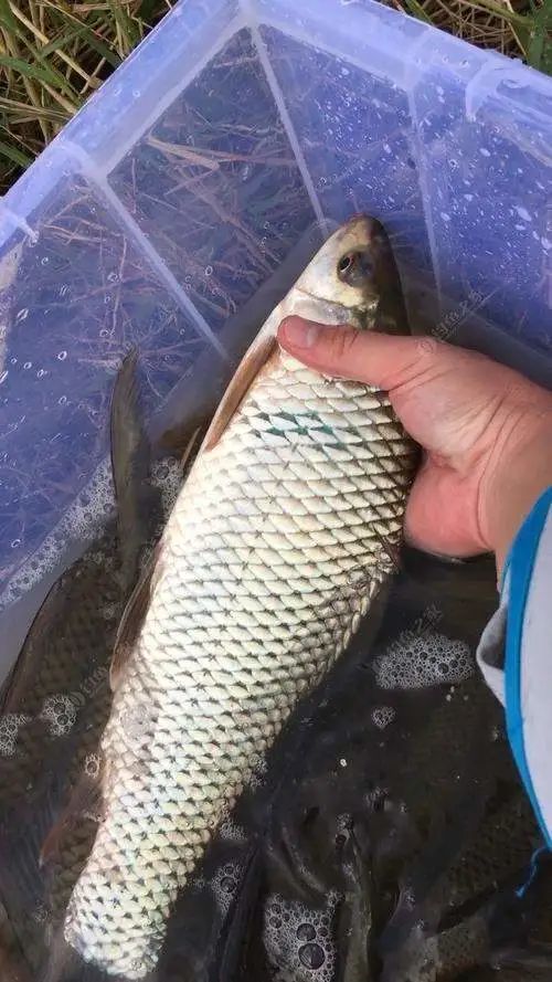 春季野釣鯪魚攻略,餌料窩料都可自制,釣法也簡單