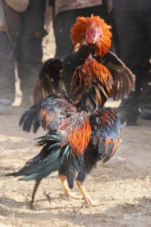 斗鸡表演赛传统民俗看过来
