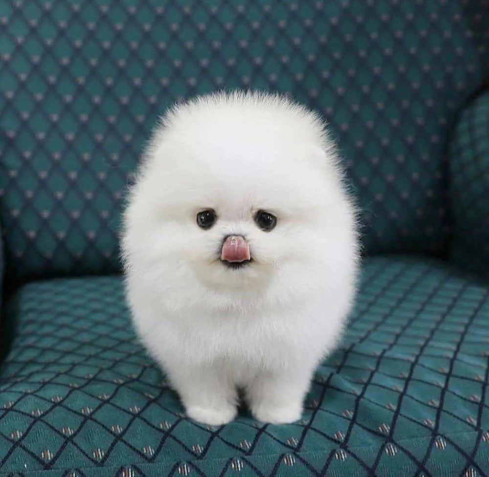 世界上最小的狗 可爱图片
