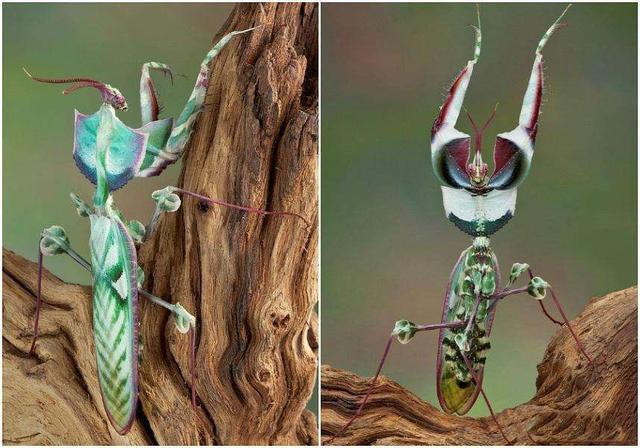 螳螂之王魔花螳螂究竟是什么物种为何会被截获销毁