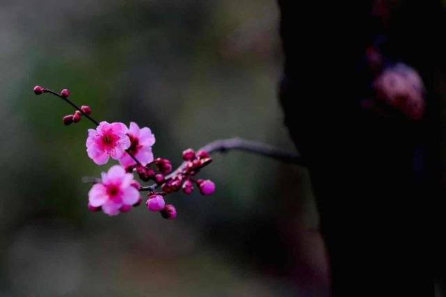 美人梅盛开着美丽的花朵